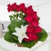 Giftnmore-12 Red Roses & 1 White Lily Exotic Bucket